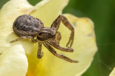 <i>Xysticus</i>