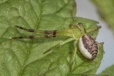 <i>Diaea dorsata</i>