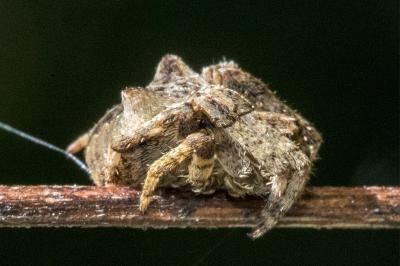 <i>Araneus angulatus</i>