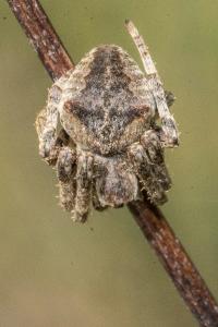 <i>Araneus angulatus</i>