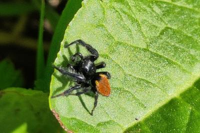 <i>Carrhotus xanthogramma</i>