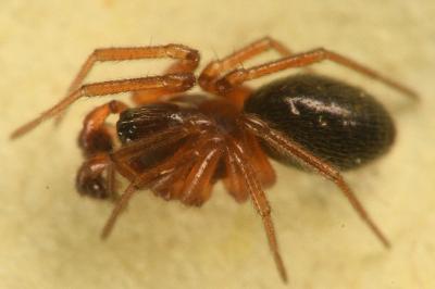 <i>Gnathonarium dentatum</i>