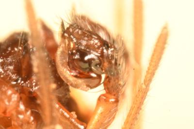 <i>Gnathonarium dentatum</i>