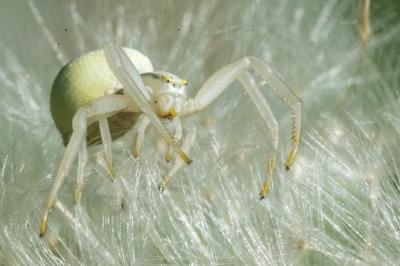 <i>Misumena vatia</i>