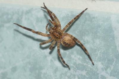 <i>Zoropsis spinimana</i>