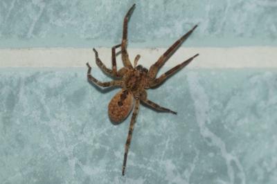 <i>Zoropsis spinimana</i>