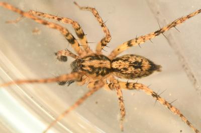 <i>Anyphaena accentuata</i>