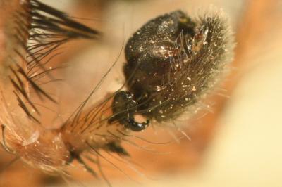 <i>Anyphaena accentuata</i>