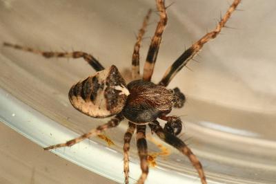 <i>Gibbaranea bituberculata</i>