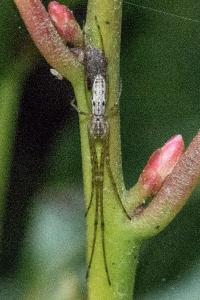 <i>Tetragnatha</i>