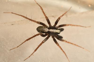 <i>Pardosa saltans</i>