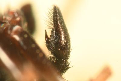 <i>Pardosa saltans</i>