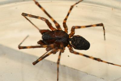 <i>Neriene montana</i>