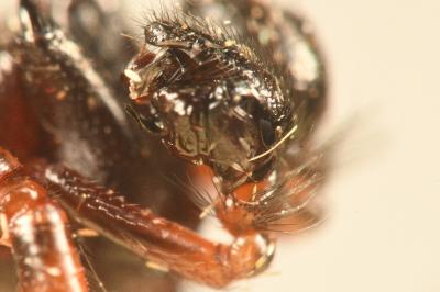 <i>Neriene montana</i>