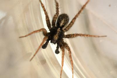 <i>Pardosa amentata</i>