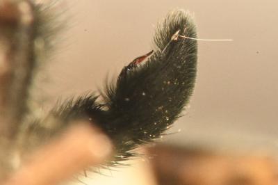 <i>Pardosa amentata</i>