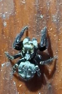 <i>Pseudeuophrys erratica</i>