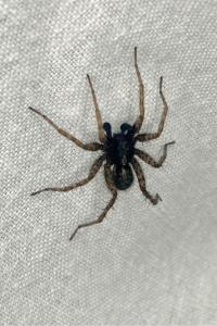 <i>Pardosa</i>