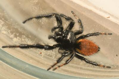 <i>Carrhotus xanthogramma</i>