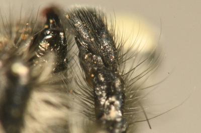 <i>Carrhotus xanthogramma</i>