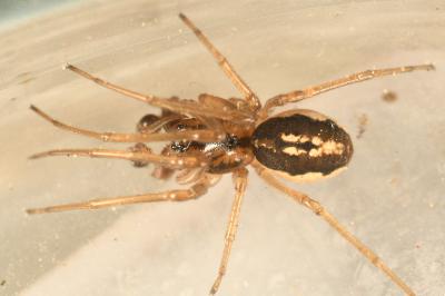 <i>Pachygnatha clercki</i>