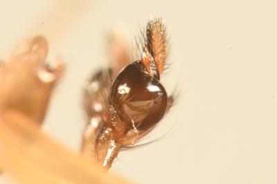 <i>Pachygnatha clercki</i>