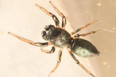 <i>Heliophanus cupreus</i>