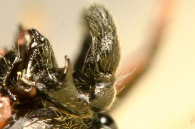 <i>Heliophanus cupreus</i>