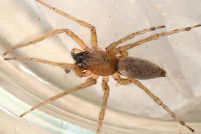 <i>Clubiona pseudoneglecta</i>