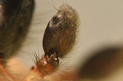 <i>Clubiona pseudoneglecta</i>
