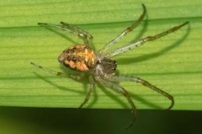 <i>Metellina</i>