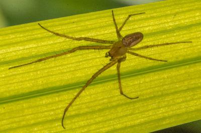 <i>Metellina mengei</i>