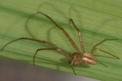 <i>Metellina mengei</i>