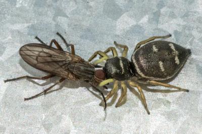 <i>Heliophanus</i>