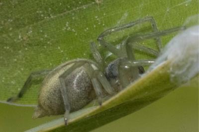 <i>Cheiracanthium</i>