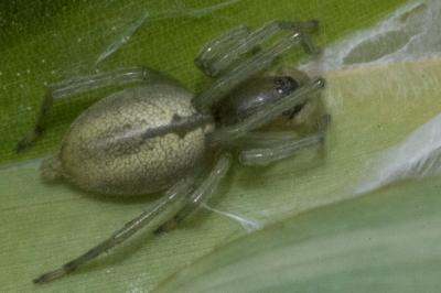 <i>Cheiracanthium</i>