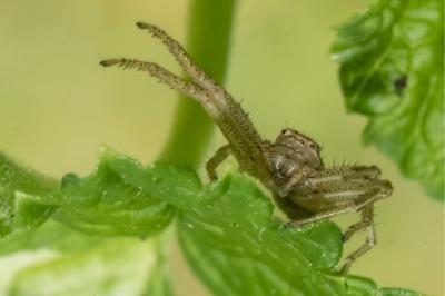 <i>Xysticus ulmi</i>