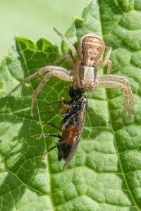 <i>Xysticus ulmi</i>