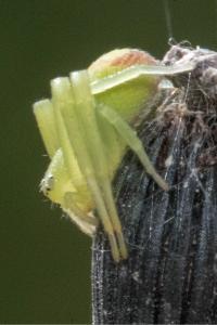 <i>Ebrechtella tricuspidata</i>