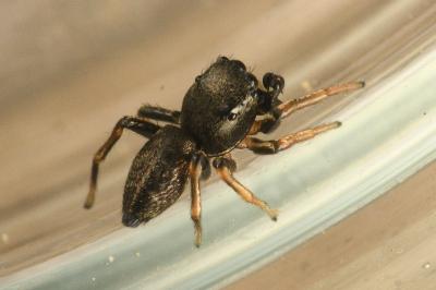 <i>Heliophanus cupreus</i>
