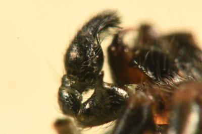 <i>Heliophanus cupreus</i>