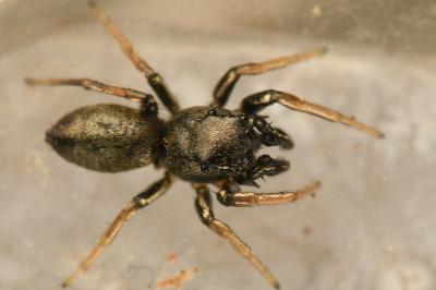<i>Heliophanus cupreus</i>