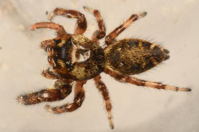 <i>Macaroeris nidicolens</i>