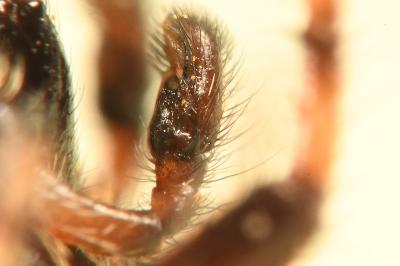 <i>Macaroeris nidicolens</i>