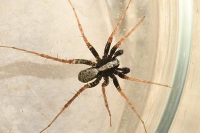 <i>Pardosa saltans</i>