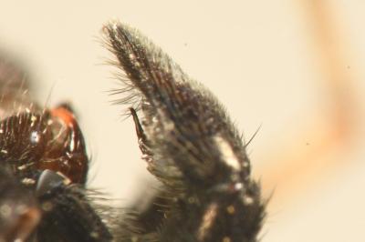 <i>Pardosa saltans</i>