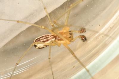 <i>Neriene radiata</i>