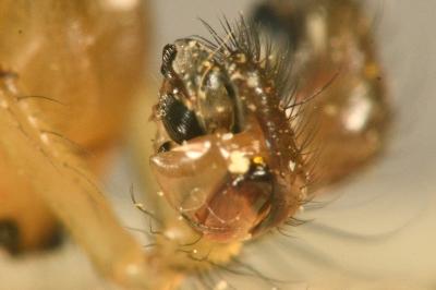 <i>Neriene radiata</i>