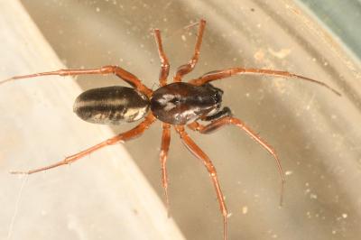 <i>Neriene clathrata</i>