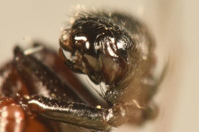 <i>Neriene clathrata</i>